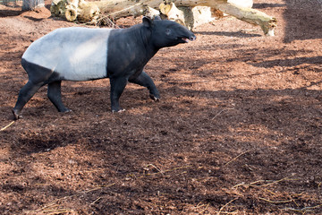 Malayan tapir, Tapirus indicus
