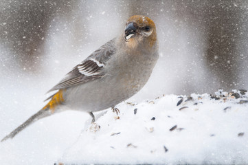 bird eating seeds in the snow