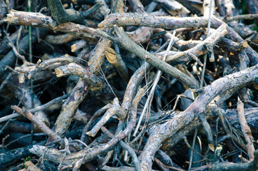 felled branches
