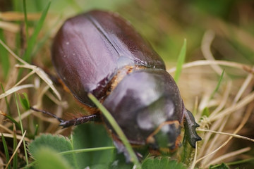 Rhinoceros beetle macro