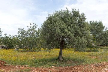 old olive trees and flowers