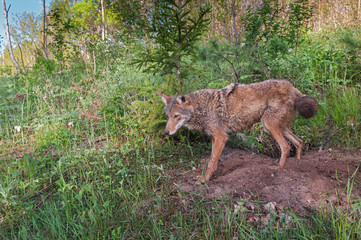 Obraz premium Adult Coyote (Canis latrans) Stands at Densite
