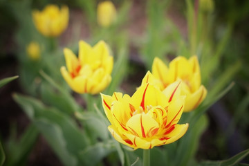 meadow flowers summer landscape