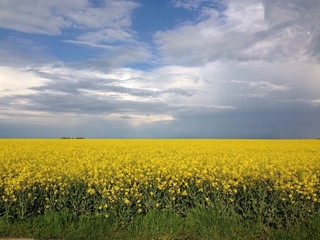 Fototapeta premium yellow field and blue sky