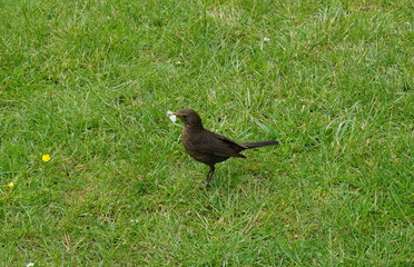 Amsel hält weisses Blatt im Schnabel
