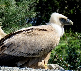 aigle
