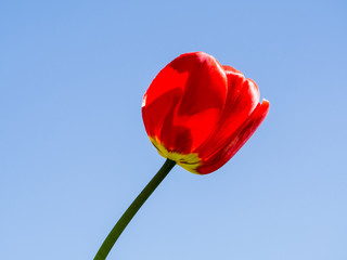 Red tulip close-up against the blue sky