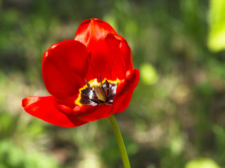 Obraz premium Tulip flower in the green field
