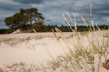 Tufts of gray hairgrass on a Sand Plain with Dunes in a Dutch na