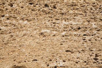 Texture shell limestone closeup