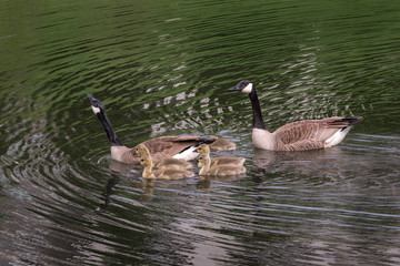 Canada Goose (Branta canadensis) Family Swims Left