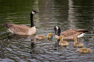 Canada Goose (Branta canadensis) Family Feeding Time