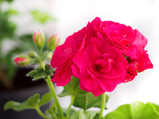 Pink geranium (pelargonium) flower