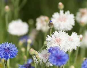centaurée bleuet et blanc