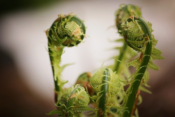 young sprout of fern