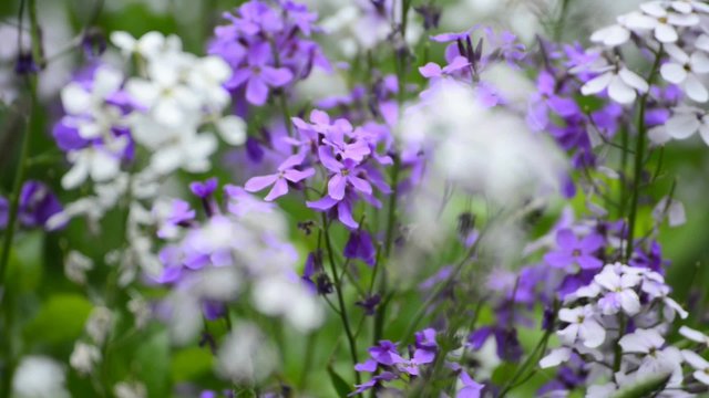 Gemeine Nachtviole, Hesperis matronalis
