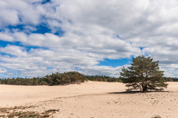 Sand Plain and Dunes in a Dutch nature reserve