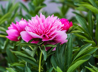 Peonies