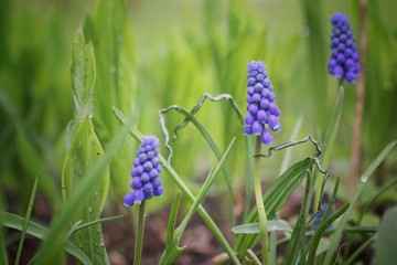 Macro blue hyacinths