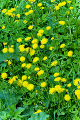 background of yellow dandelions and grass