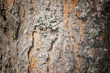 texture of tree bark