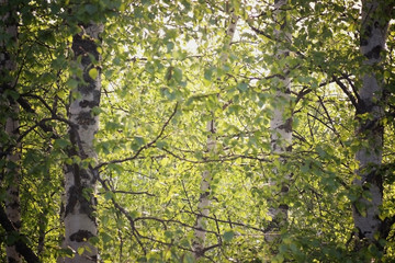 Fototapeta premium foliage and flowers of trees against the sunset