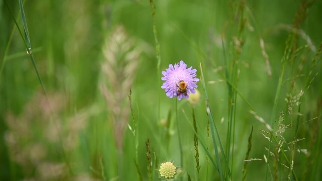 Hummel sammelt Nektar