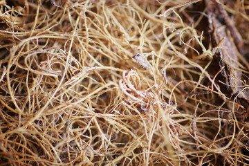 background natural material flax Coconut