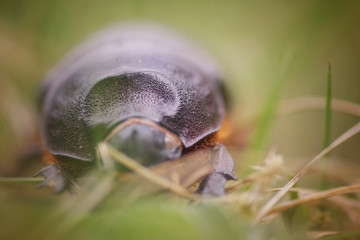 Rhinoceros beetle macro