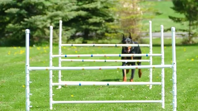 Graceful Doberman Dog Jumping Agility Hurdles, Slowmo
