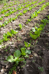cabbage cultivation
