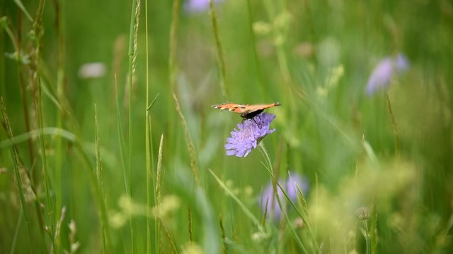 Kleiner Fuchs auf Bl&uuml;te II