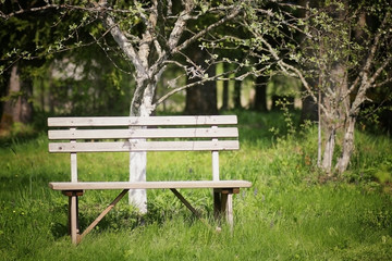 Fototapeta na wymiar bench in the garden