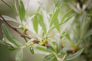 flowering fruit trees
