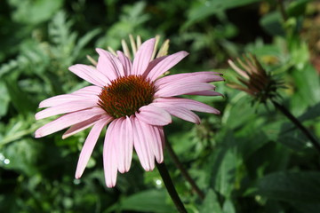 Fototapeta premium Wild Coneflower 
