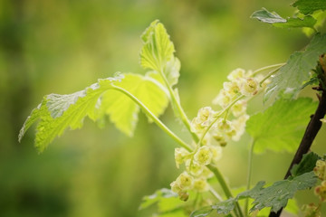 birch leaves