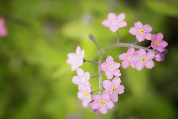 meadow flowers at sunset