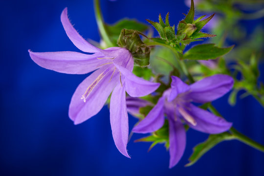 Nahaufnahme einer Glockenblume (Campanula)