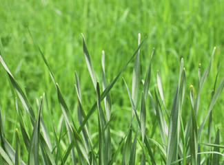 Fresh spring grass - Stock image