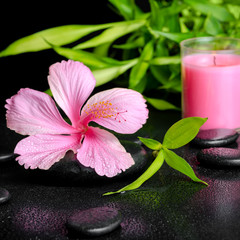 beautiful spa concept of pink hibiscus flower, twig bamboo and p