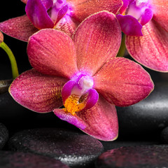 beautiful spa still life of blooming twig red orchid flower, pha