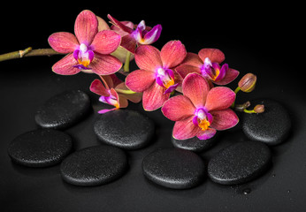 Fototapeta na wymiar beautiful spa concept of blooming twig red orchid flower, phalae