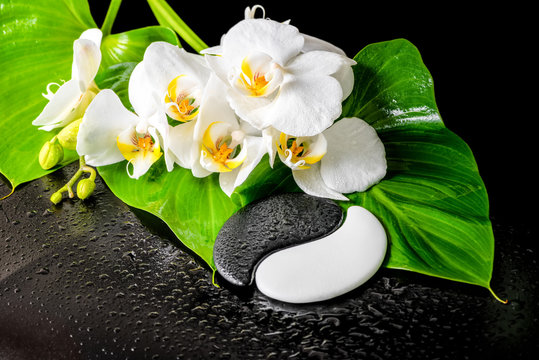 spa concept of white orchid flower, phalaenopsis, green leaf wit