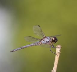 Blue and grey dragonfly