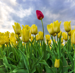Obraz premium Tulpen