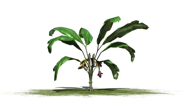 banana plant - isolated on white background