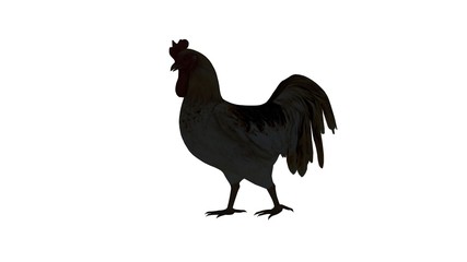 rooster silhouette - isolated on white background