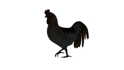 rooster silhouette - isolated on white background