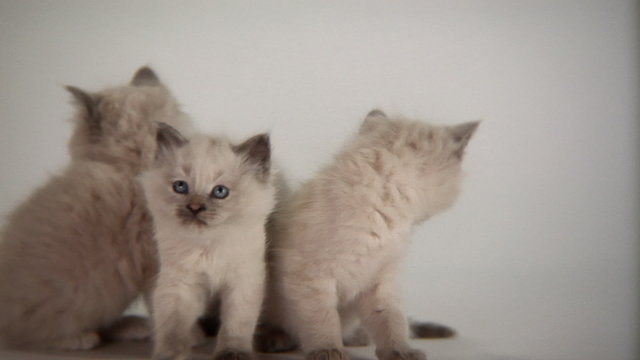 Persian Kittens Being Cute
