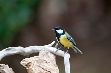 Obraz premium Cincia